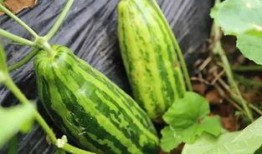 吃瓜无意义,揭秘网络热议背后的真相与反思