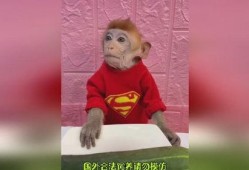 猴哥吃瓜,揭秘娱乐圈的甜蜜与苦涩