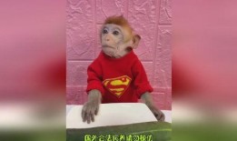 猴哥吃瓜,揭秘娱乐圈的甜蜜与苦涩