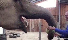 吃瓜大象视频大全,趣味视频大盘点，笑料横生瞬间回顾