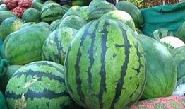 吃瓜的好选择,吃瓜好选择大盘点