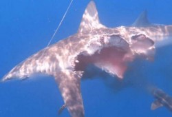 鲨鱼吃瓜很多小鱼视频,水下生态大揭秘