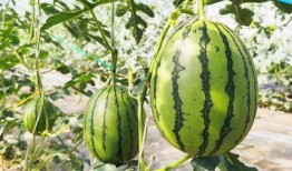 甜7吃瓜,揭秘娱乐圈那些不为人知的幕后故事