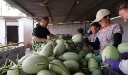 南山和山南吃瓜,一场别开生面的吃瓜盛宴