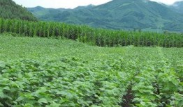 去瓜园摘瓜吃的说说,体验摘瓜美食之旅