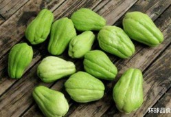 长寿瓜怎么炒着吃,家常美味，健康养生两不误