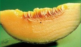 佳佳吃哈密瓜,佳佳的哈密瓜美食之旅