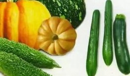 济宁汶上吃瓜,夏日吃瓜文化之旅