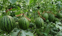 5月份瓜州吃瓜,瓜香四溢的甜蜜盛宴