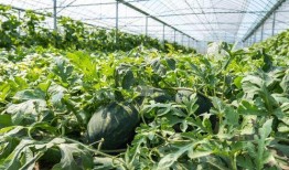 夏天实现了吃瓜自由,吃瓜自由的甜蜜时光