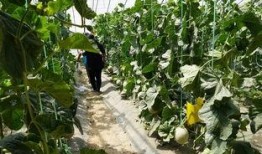 吃瓜群众自己吃瓜视频,揭秘吃瓜群众自制吃瓜视频背后的趣味与智慧