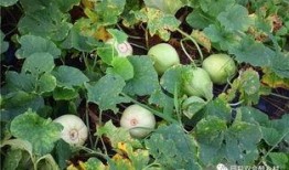 雪梨瓜可以直接吃吗,可直接食用的清新佳果