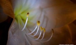 梦见吃黑色瓜,黑色瓜果的神秘启示