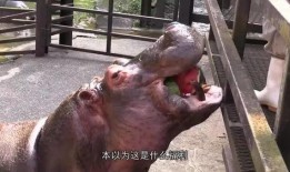 河马吃不吃瓜,揭秘河马饮食习惯