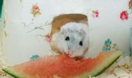 吃瓜团团鼠,揭秘网络红人的崛起之路