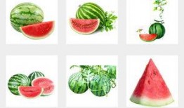 夏日吃瓜背景图,瓜果飘香——探寻夏日吃瓜的清凉时光