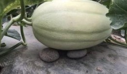 荆河吃瓜,揭秘吃瓜群众的狂欢盛宴