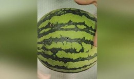 发电骚瓜可以吃吗,揭秘其食用价值与烹饪技巧