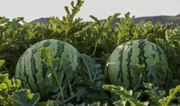 山西网红吃瓜,揭秘当地美食背后的故事