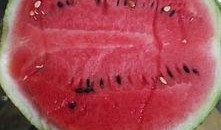 下午两点吃瓜,揭秘下午两点的美味诱惑