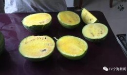 带你吃瓜奇葩彩虹,吃瓜群众的奇葩彩虹人生