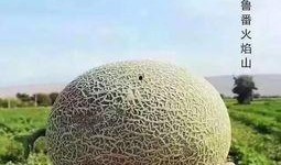 悉尼吃瓜公众号