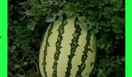 吃瓜天天吃到国家,吃瓜群众见证国家发展变迁