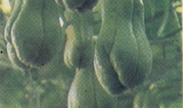 墨西哥怎么吃佛手瓜,佛手瓜的独特食用之道