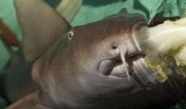 鲨鱼吃瓜很多小鱼视频,水下生态大揭秘