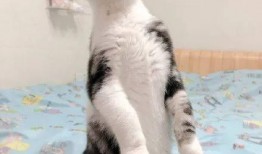 猫咪吃瓜的歌曲,一首萌趣歌曲带你领略喵星人的趣味生活