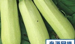 怀孕可以吃角瓜,角瓜助力健康孕育之旅