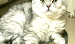 猫哥吃瓜,揭秘娱乐圈那些不为人知的幕后故事