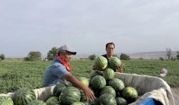 兰陵向城吃瓜,一场别开生面的“吃瓜”盛宴