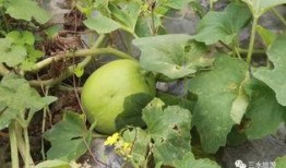 雪梨瓜可以直接吃吗,可直接食用的清新佳果