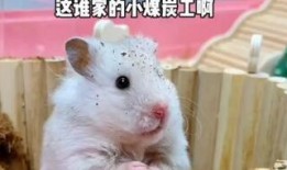 吃瓜团团鼠,揭秘网络红人的崛起之路