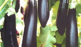 吃瓜吃茄,揭秘夏日消暑美食的奇妙之旅