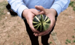 济宁吃瓜杨,揭秘当地特色美食背后的故事