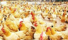 推特寺庙吃瓜,揭秘网络红人背后的神秘寺庙生活”