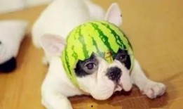 二哈吃瓜塔罗牌