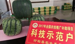 佛子瓜怎么吃,探索美味与健康的完美结合