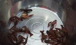 宜宾吃瓜事件视频,一场网络热议的瓜田奇谈