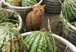 吃瓜卖瓜头像,揭秘吃瓜卖瓜头像背后的趣味人生