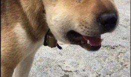 大黄狗吃瓜视频,萌态十足引网友爆笑