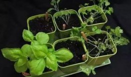 麻省理工吃瓜,揭秘校园里的“吃瓜”文化现象