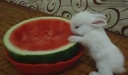 吃瓜小兔特效,揭秘网络红人背后的特效魅力