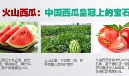 齐鲁医药吃瓜,揭秘行业“吃瓜”背后的真相与启示