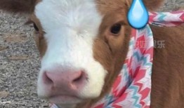 抖音极品吃瓜,揭秘热门事件背后的真相