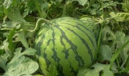 温州吃瓜事件黄,黄生引发的舆论漩涡与反思