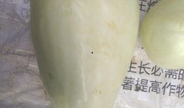 发电骚瓜可以吃吗,揭秘其食用价值与烹饪技巧