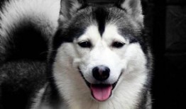 狗狗吃扶手瓜好吗,狗狗食用扶手瓜的安全性探讨